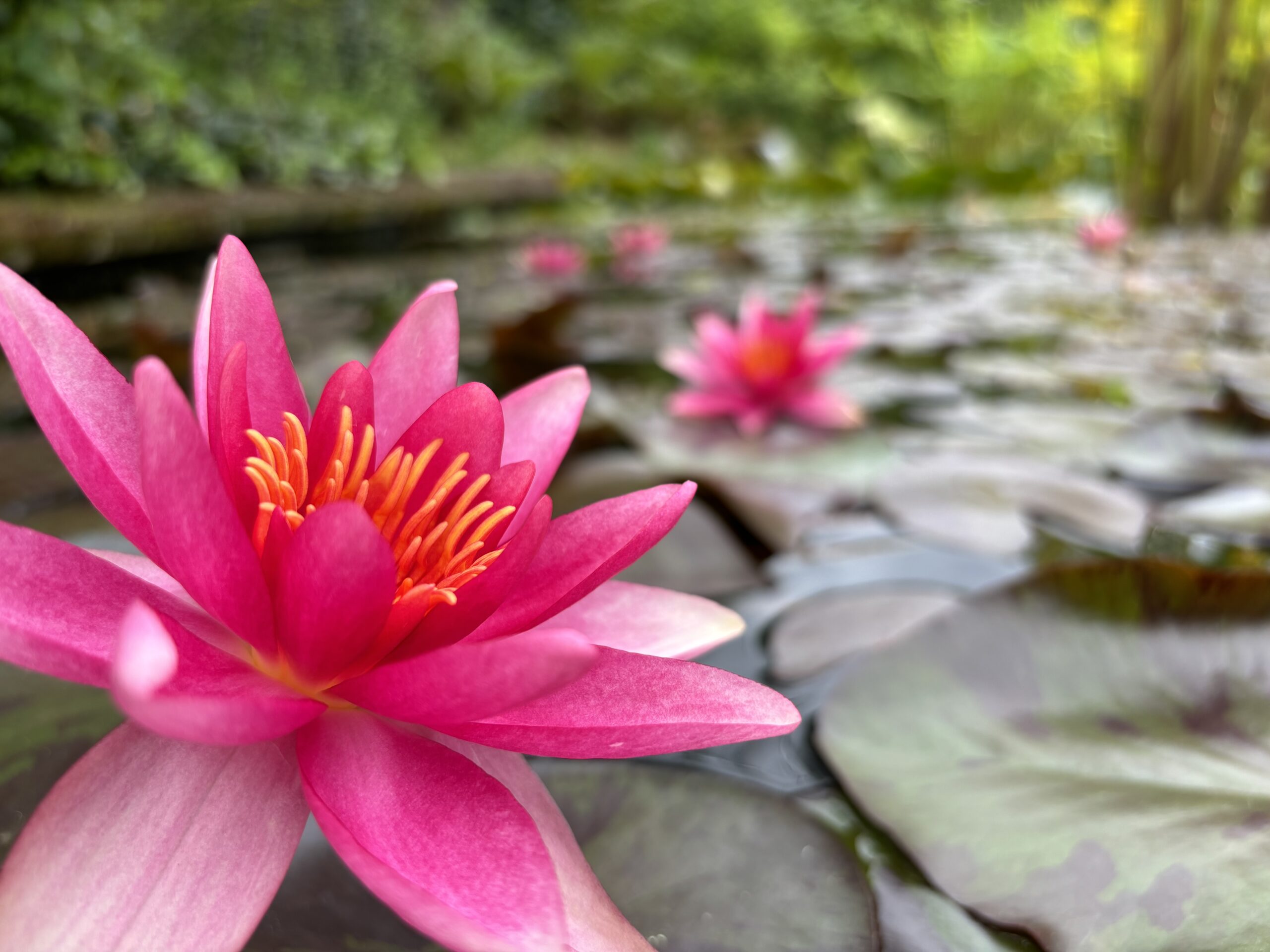 Les jardins d’eau de Carsac